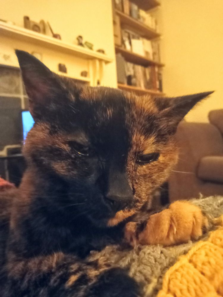 Little Miss Pissflaps does not approve 