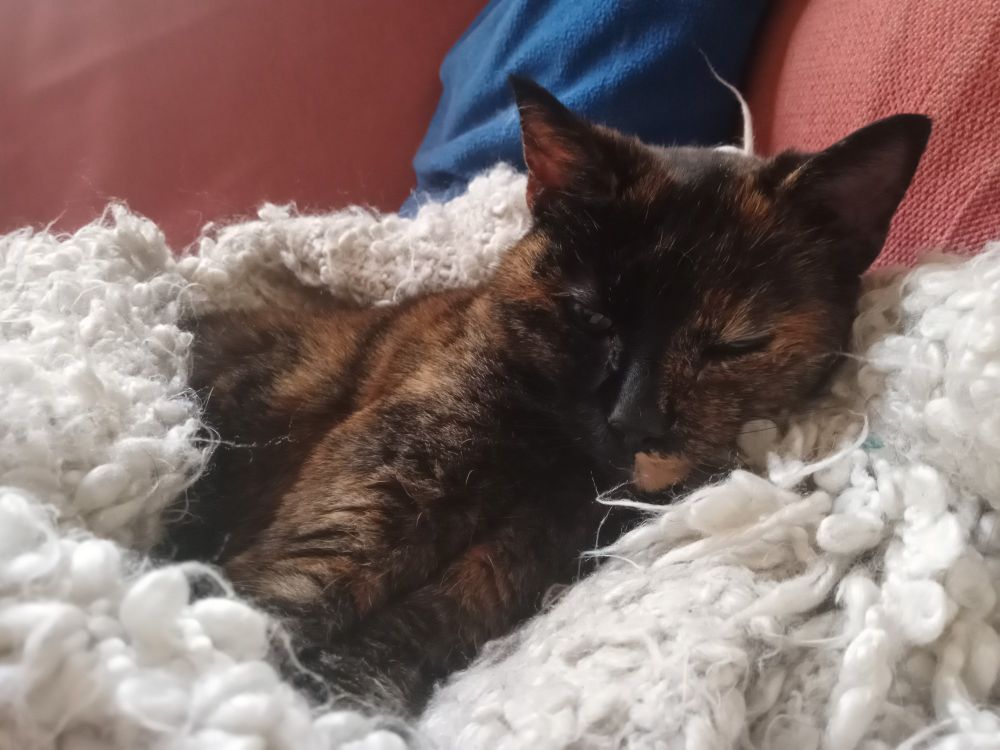 An old tortie cat, curled up in a fluffy white blanket nest
