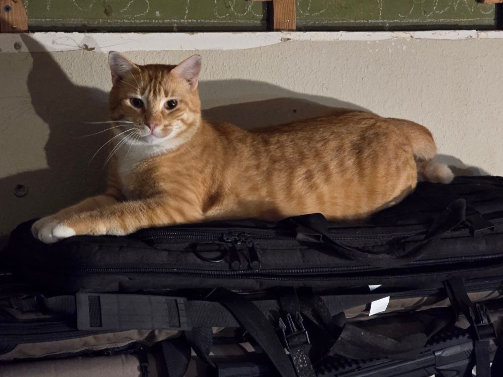 A cat laying on top of cases