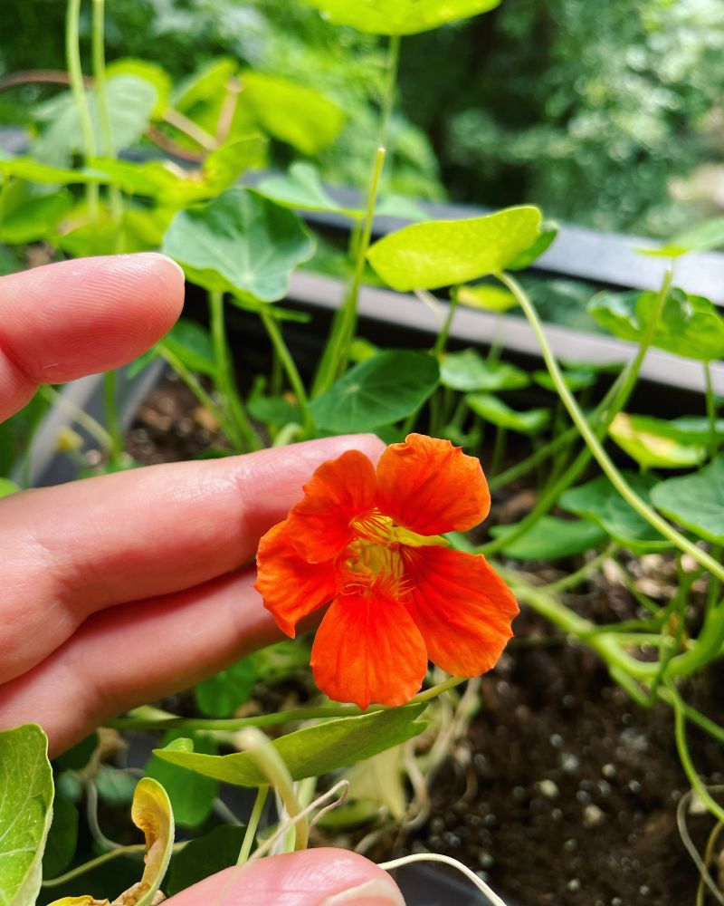 A hand reaching out to a nasturtium flower on a balcony garden planter.