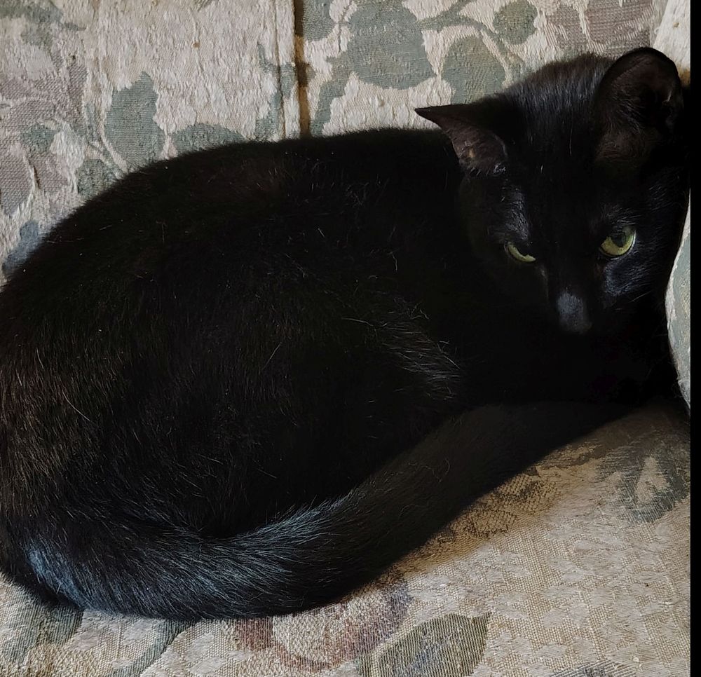Sheba,  a small black cat resting on a floral patterned couch Sheba dreams of the small expensive cans of wet meat treats she will receive on her 10th birthday, in July. (In addition to the wet meat treats she receives every day already.)