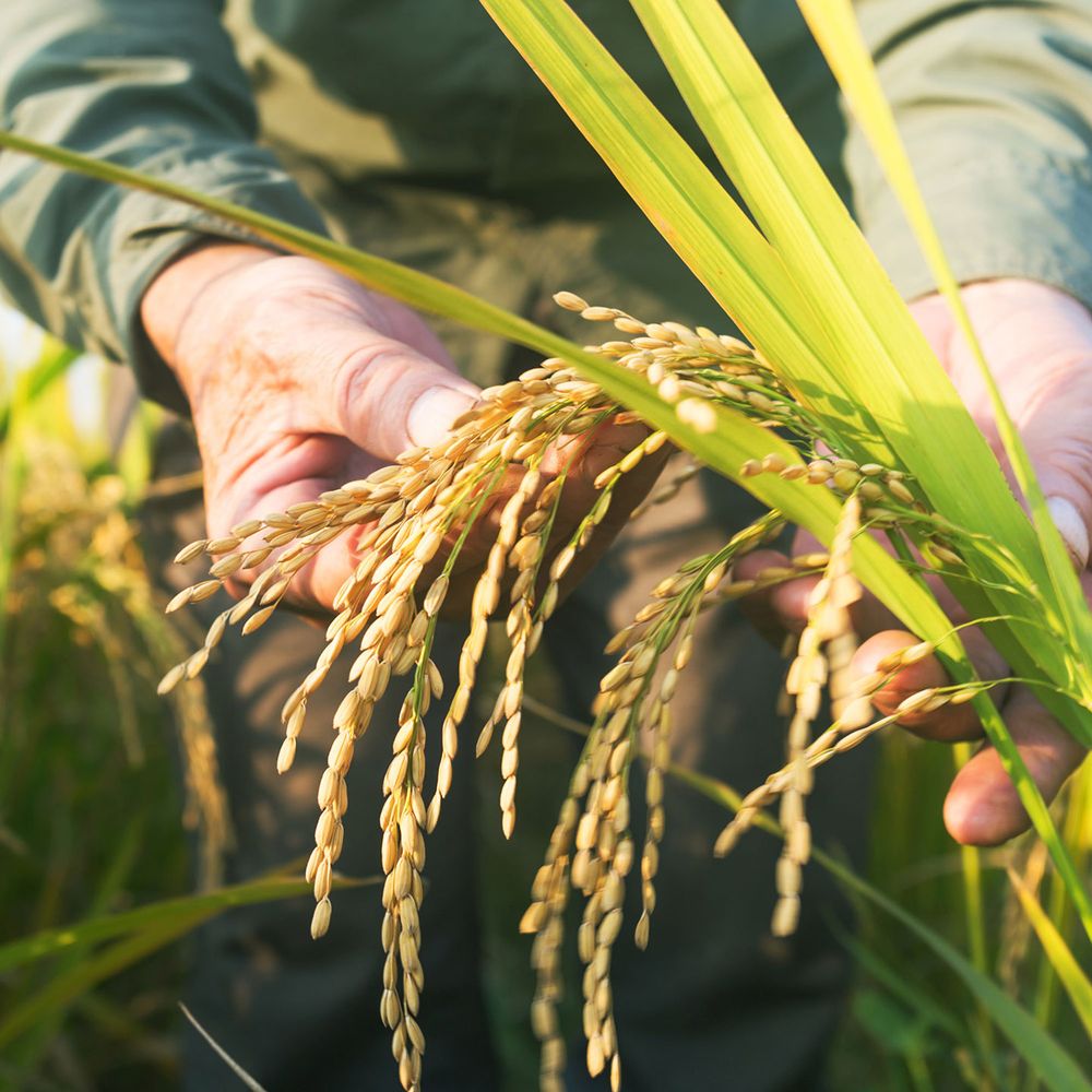 A person handles grains in a field