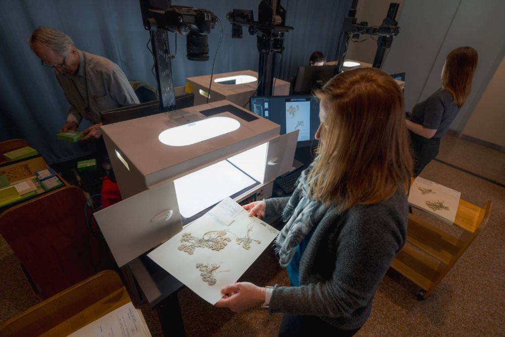 People work to digitize herbarium specimens using lightboxes with mounted cameras