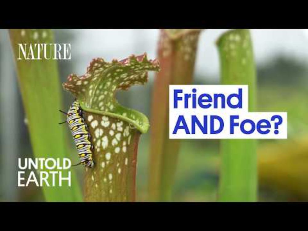 Why These Bugs Live Inside Plants That Eat Them