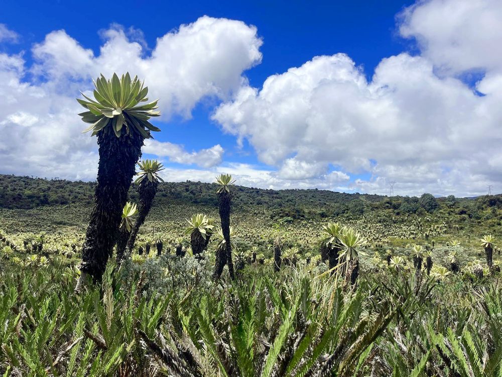 Tall green plants in a mountainous field grow under a cloudy blue sky