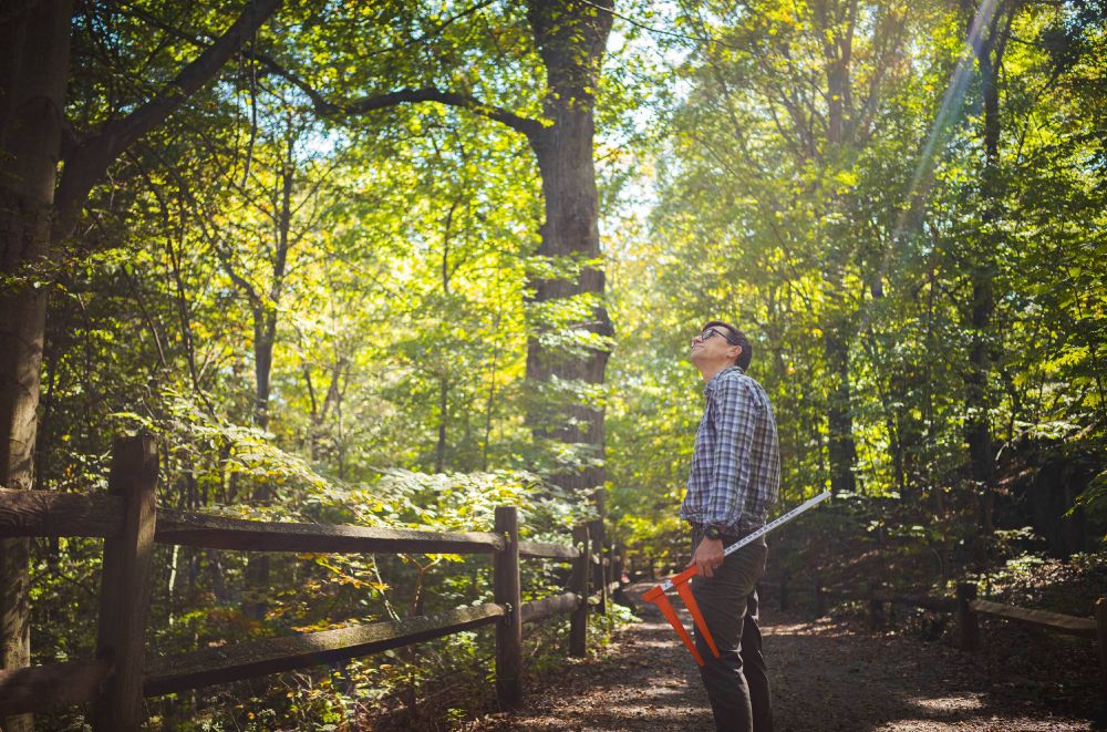 A person in a blue plaid shirt gazes up at the sunny green canopy of a forest while walking along a trail