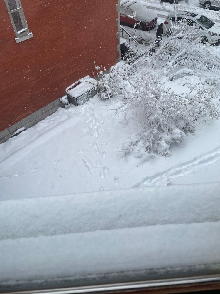 Jardin enneigé il y a environ 15/20 cm