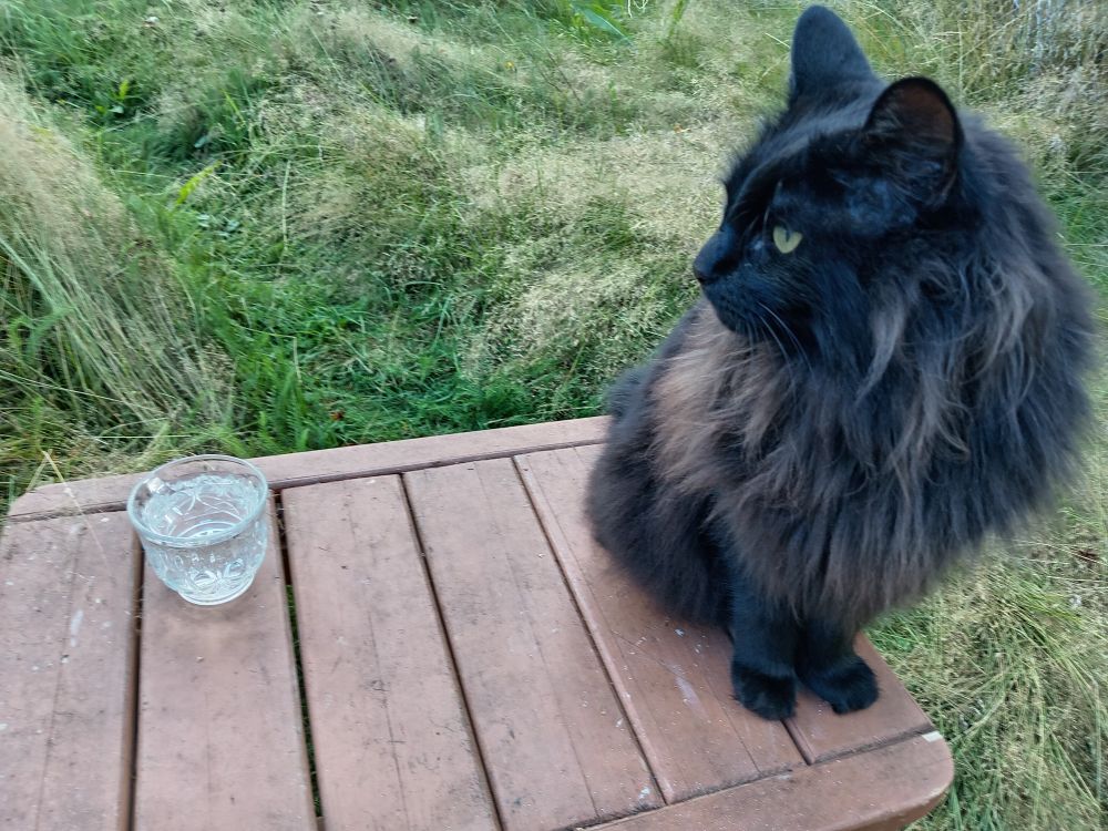 A black cat with a glass cup of water on a bench, with a backgroung of grass and hay. 