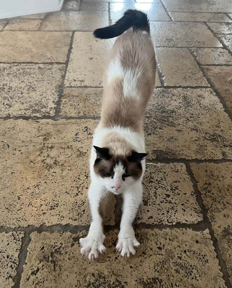 A dilute tortie/ calico is doing a big stretch on a light brown ceramic tile floor. She is bowing in the direction of the camera with her butt up in the air. She has all her front claws extended for the stretch and is just a cute hand overall. 