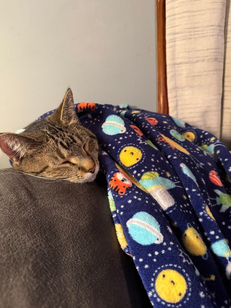 Grey tabby cat sleeping on the back of a brown couch, covered by a child’s fleece blanket with a space theme. 