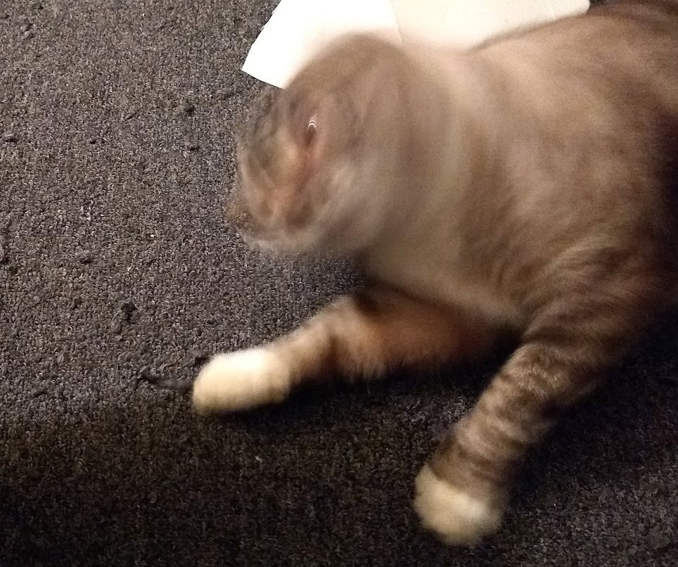 Cat tweaking out on silver vine.