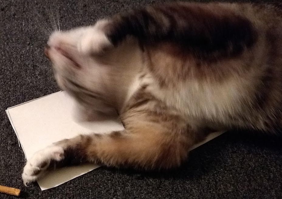 Cat rolling around tweaking out on silver vine.