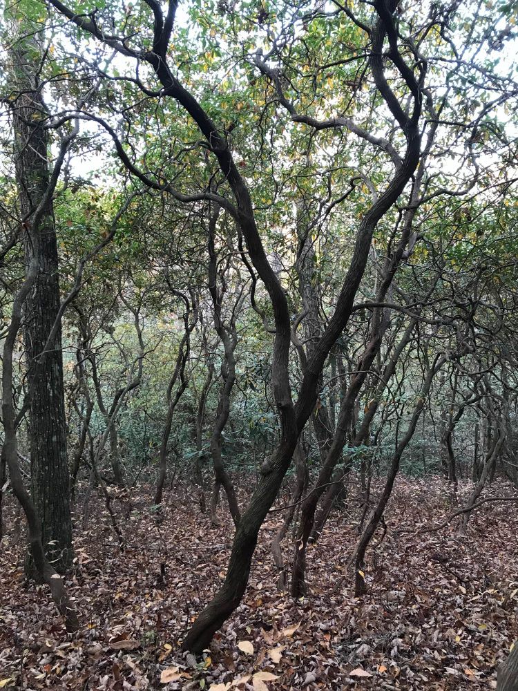A grove of mountain loral trees, serene and quiet. The trees twisted branches are full of intrigue and life.