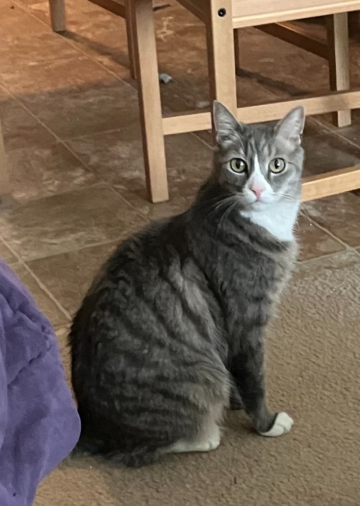 A grey tabby with a white nose and throat sits and looks at the camera.