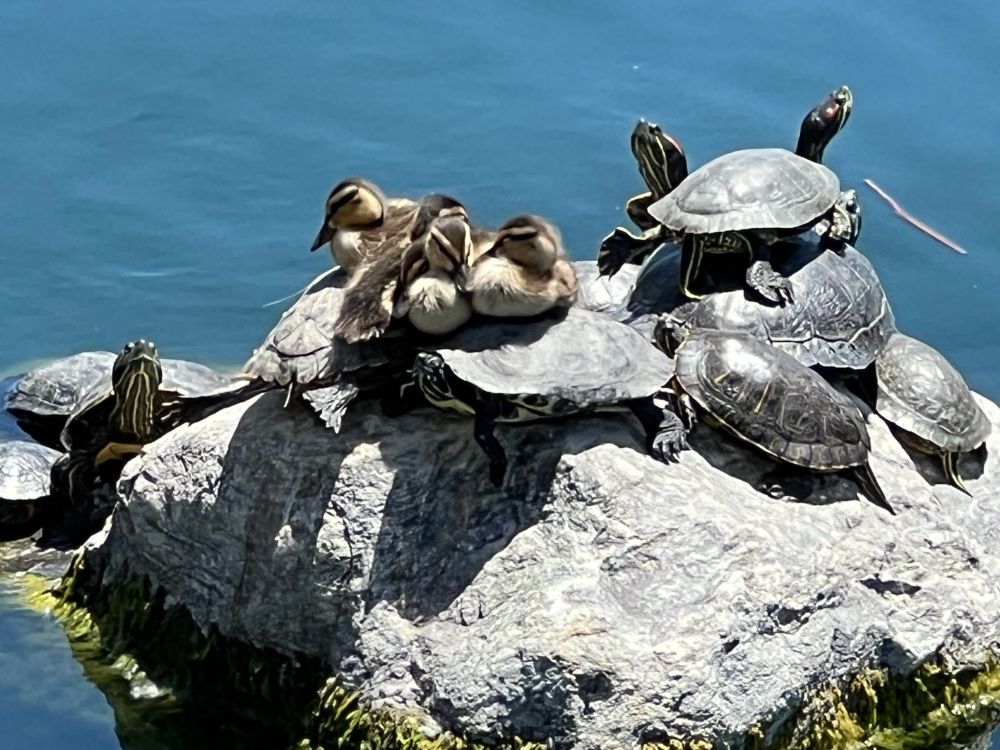 Ducklings resting on top of turtles who that don’t seem to mind at all