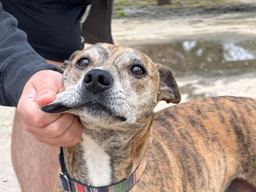 Whippet-pitbull mix with his cheek being stretched by a man’s hand