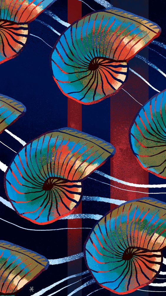 Proche parent de nos mollusques actuels. Sa coquille est lisse, marquée seulement par ses lignes de croissance. 