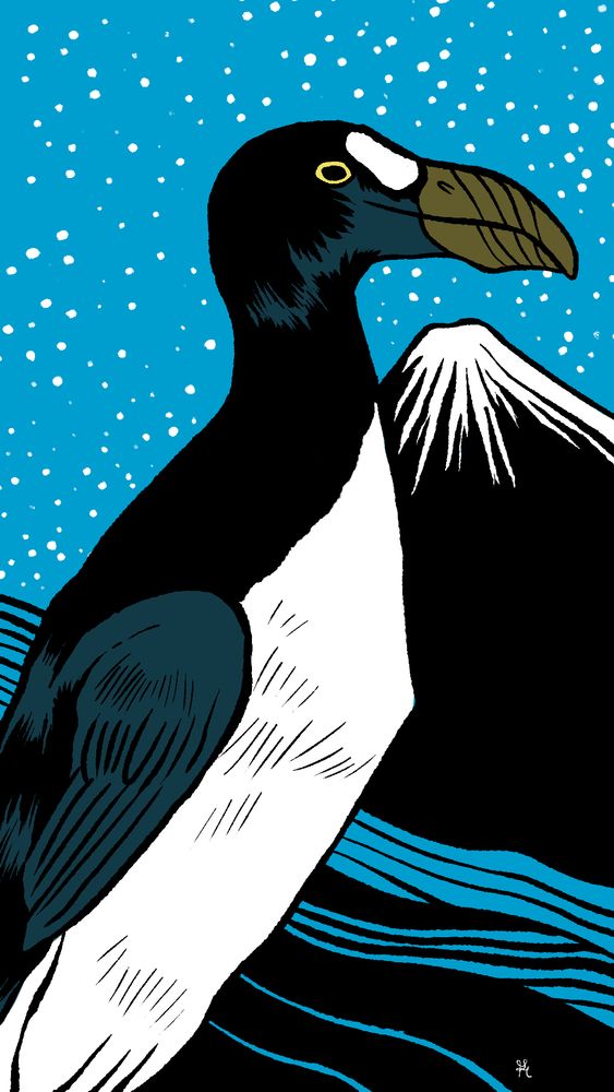 Chassé massivement pour sa chair et ses plumes, l'espèce s'est éteinte. Il vivait en colonies en Atlantique Nord. C'était un grand oiseau non volant, mesurant 80cm pour 5kg.