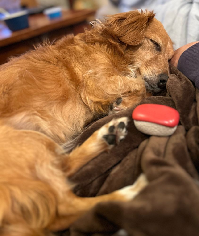 Adorable dog Mochi sleeping next to sushi toy