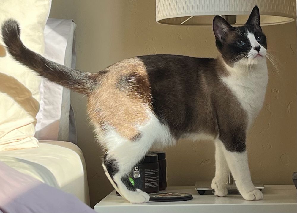 Cat snowshoe blue eyes