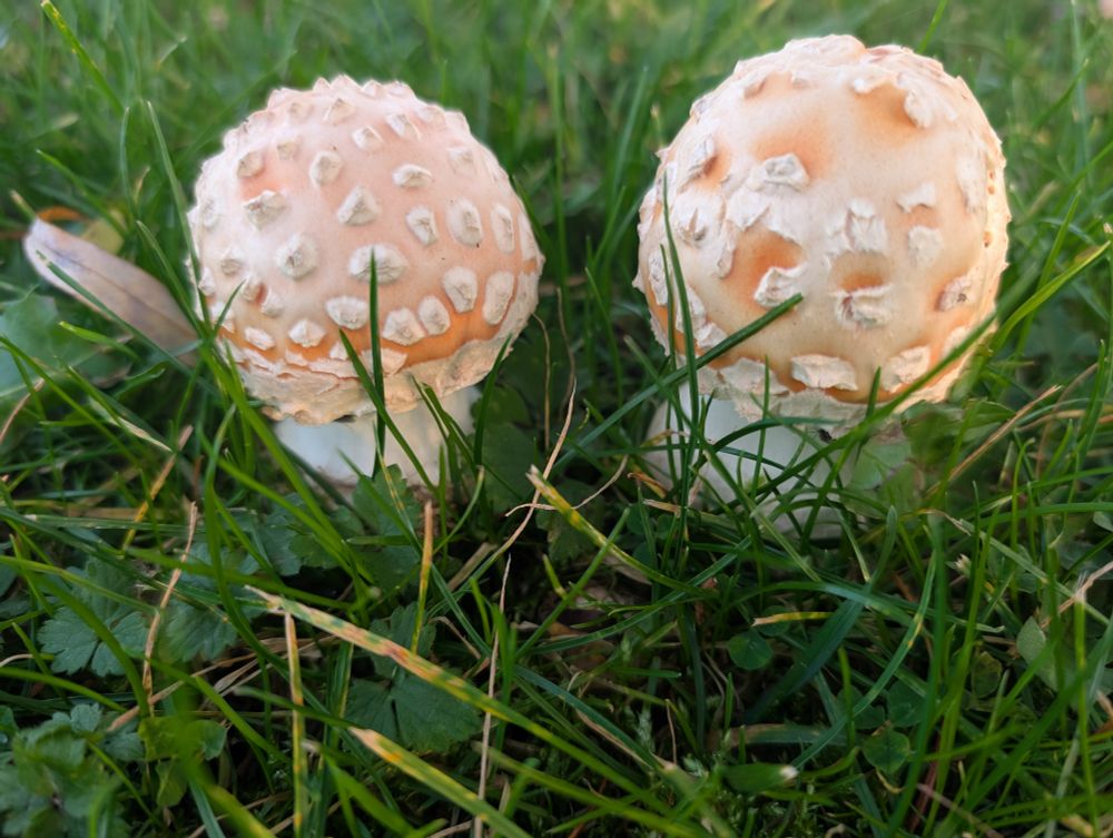 Close up view, faded red with white veil