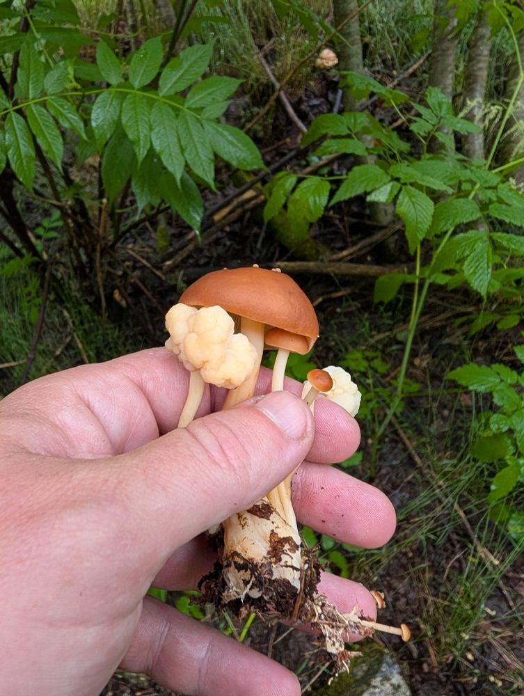 A cluster of reddish-brown mushrooms parasitized by a lumpy white fungus which looks a little bit like a cloud emoji, or a thought bubble from the comics 💭