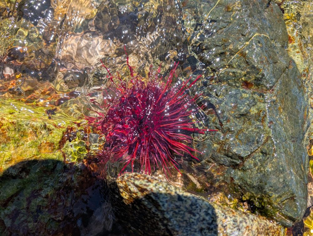 Red sea urchin