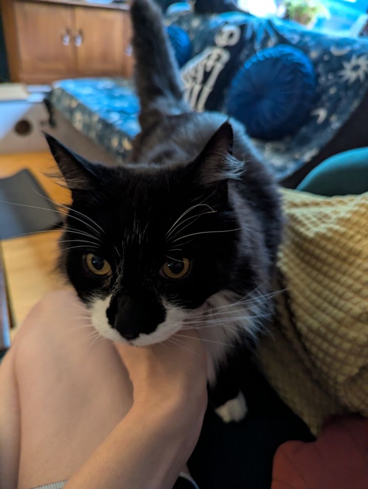 Emmett; a fluffy tuxedo cat, is jumping up onto a sofa towards the photographer and demanding chin scritches