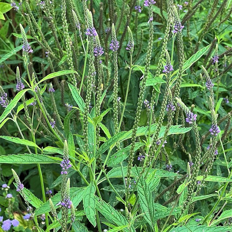 Pictured in the four photos are vervain. Two are live vervain plants & two are the dried & finely chopped herb. 