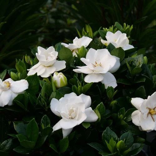Pictured is a gardenia bush with several flowers in full bloom. 