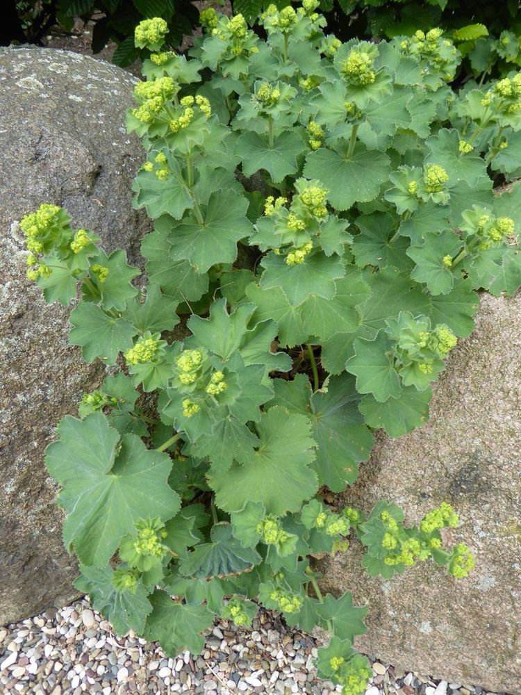 Pictured is a live Lady’s Mantle plant. 