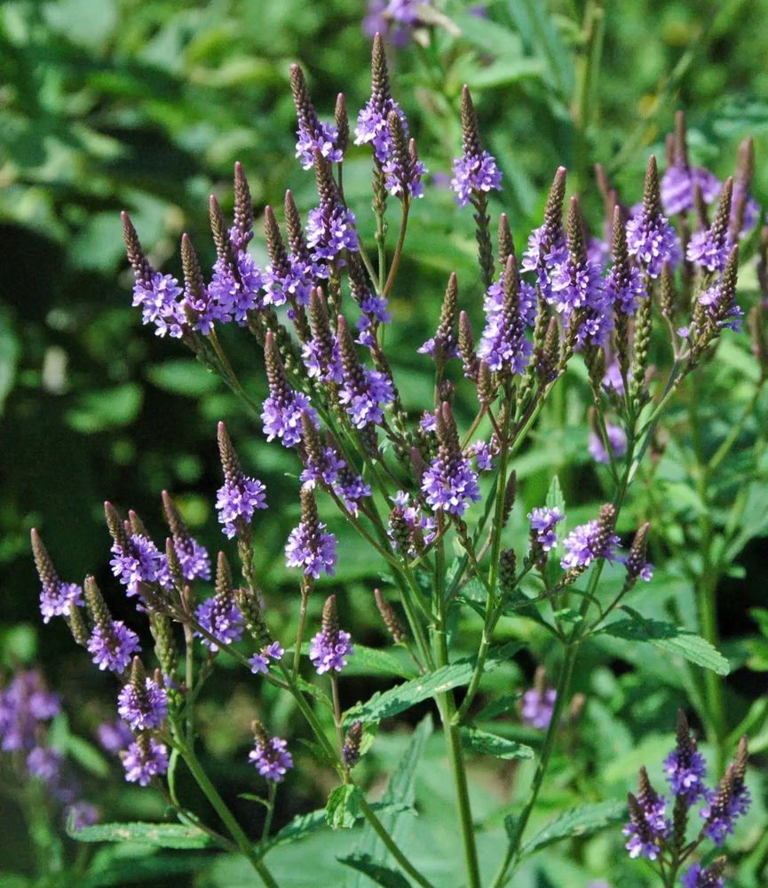 Pictured in the four photos are the vervain herb. Two are live vervain plants & two are the dried & finely chopped herb. 