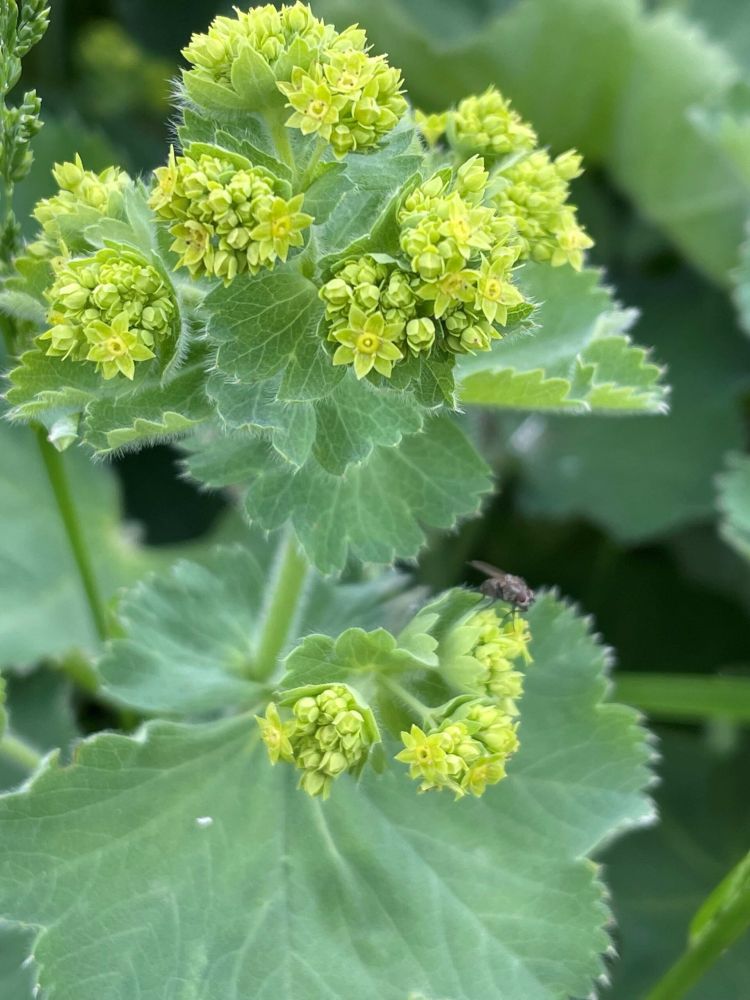 Pictured is a close up of a Lady’s Mantle Plant. 