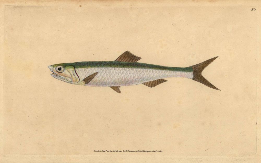 A little history of the anchovy