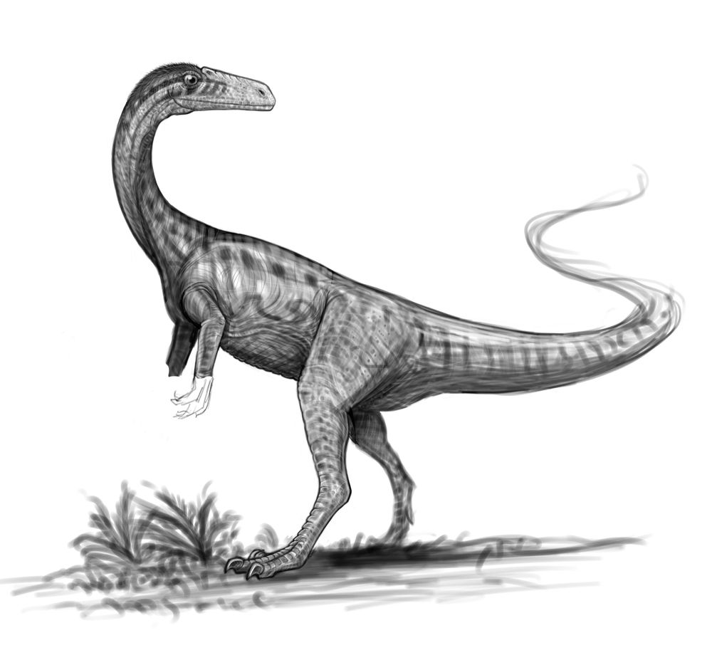 A digital pencil sketch of a Coelophysis from memory. Decidedly not horse shaped.