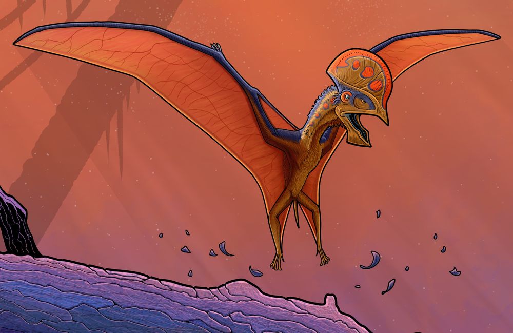 Detail image of the tapejarid pterosaur with the sun shining though the membrane of its wing revealing the blood vessels.
