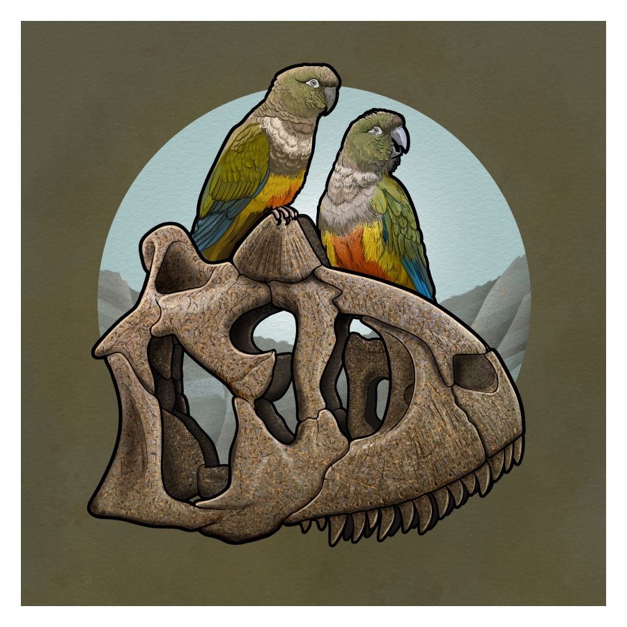Artwork of two colorful Patagonian conures sitting atop the skull of a Cantotaurus.