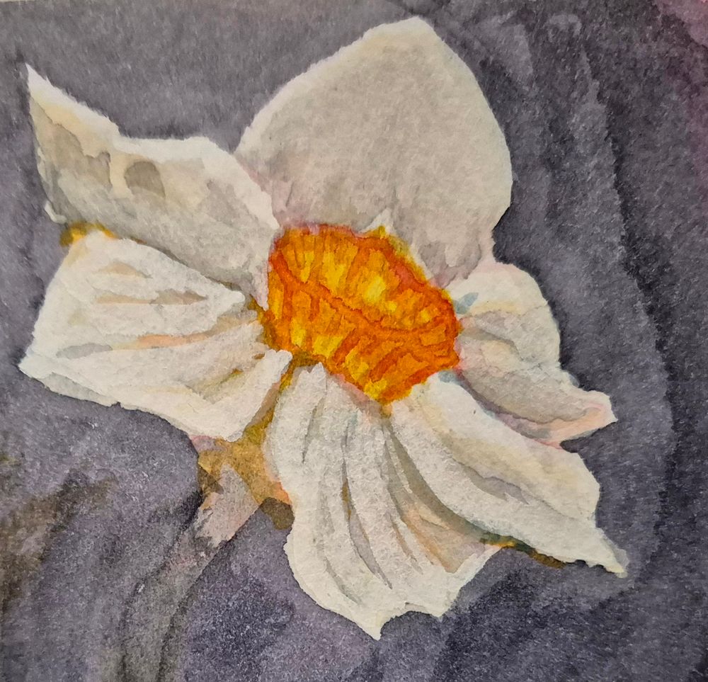 Watercolour and gouache painting of a daffodil.