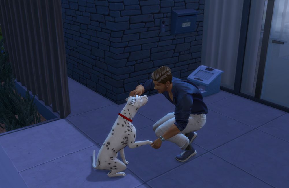 A man in a blue shirt and white jeans crouches on a patio in front of a dalmation. He is patting her head with one hand and holding an offered paw in the other.
