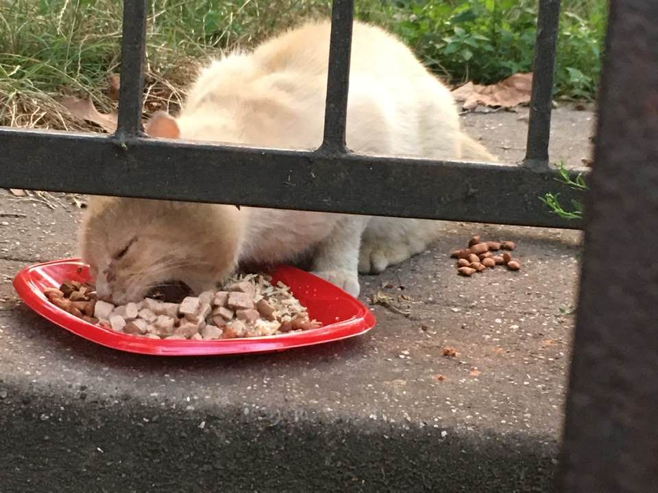 Cat eating in Woodside, Queens