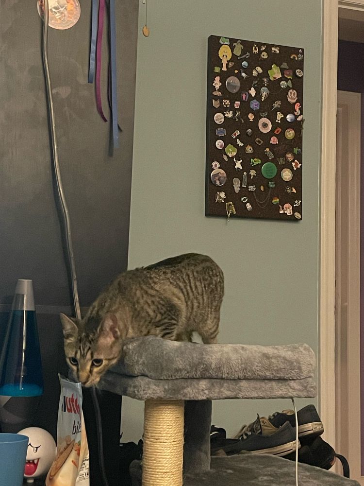 Tabby cat standing on the top of a cat tower investigating some Nutella biscuits