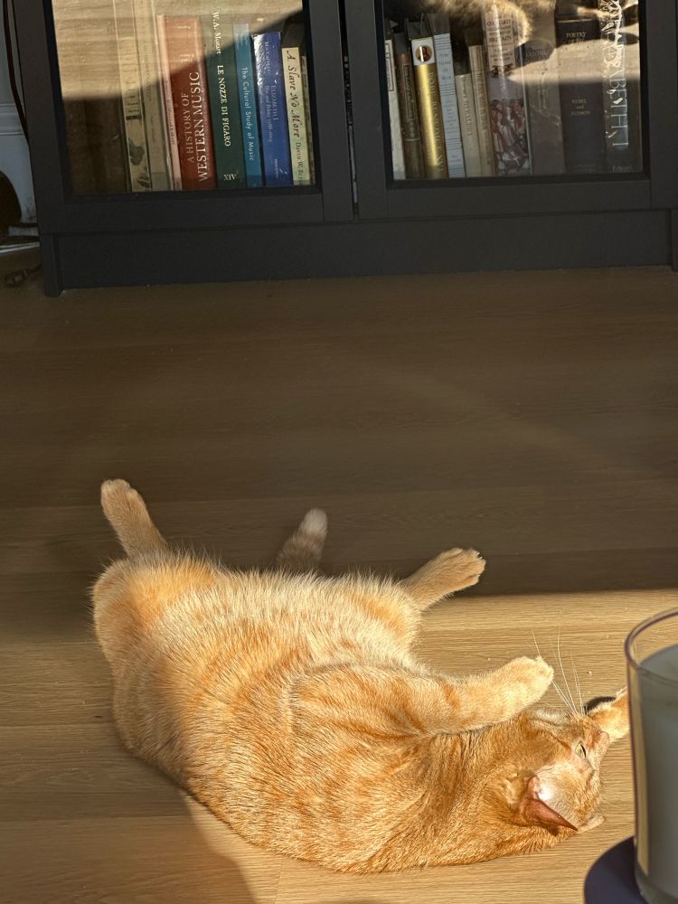 Orange cat in a sunbeam 