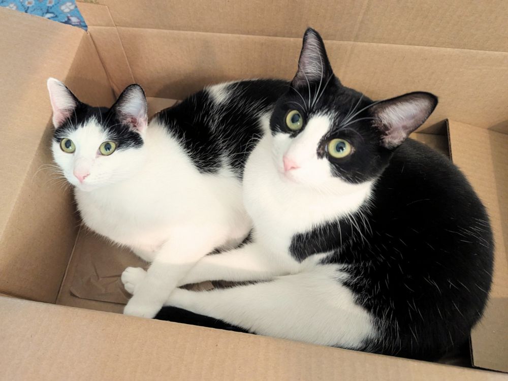 Two black and white cats are snuggled together in a cardboard boxes. Their bright green eyes are fixed on something above them.
