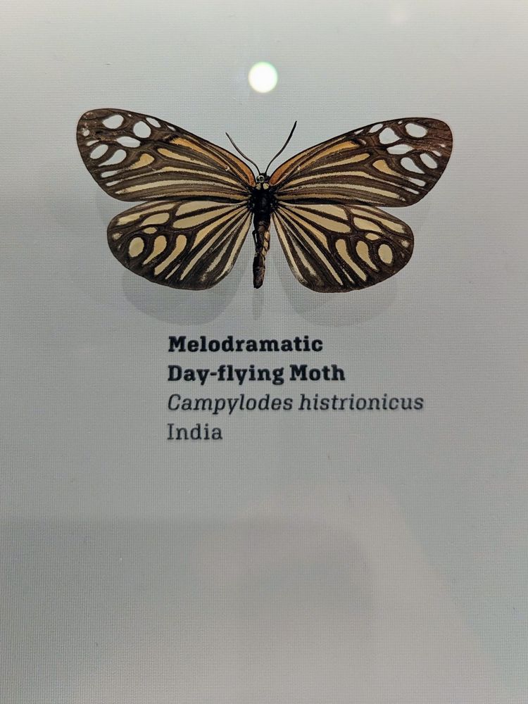 An orange, black, and white butterfly specimen has the following labels below it: Melodramatic Day-Flying Moth; Campylodes histrionicus; India.