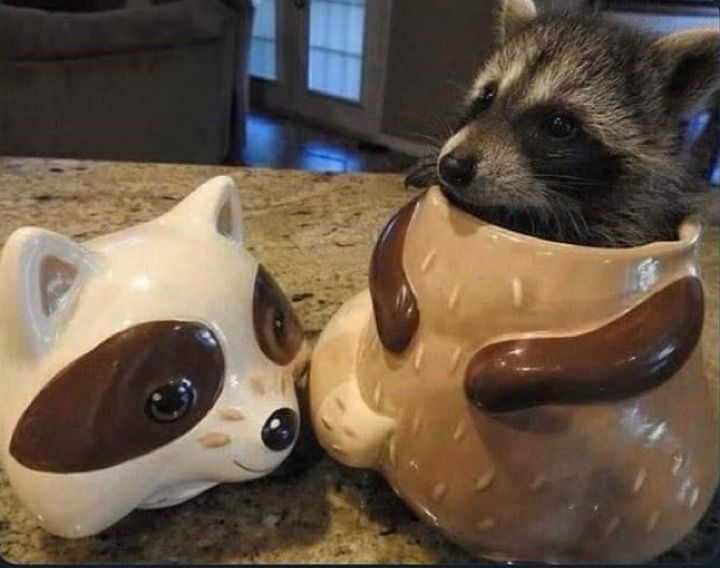 Raccoon in cookie jar