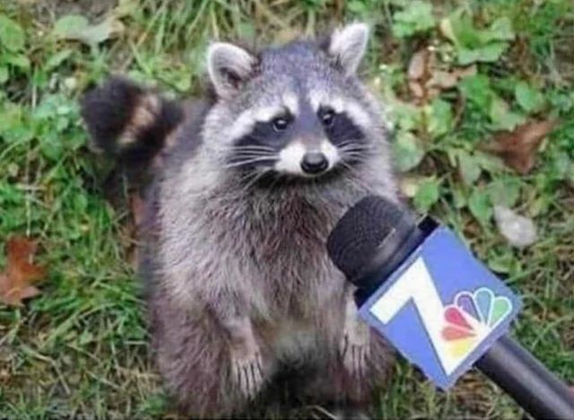 Interview with a raccoon 
