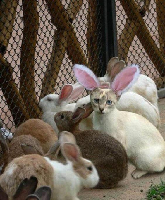 Cat dressed as a bunny