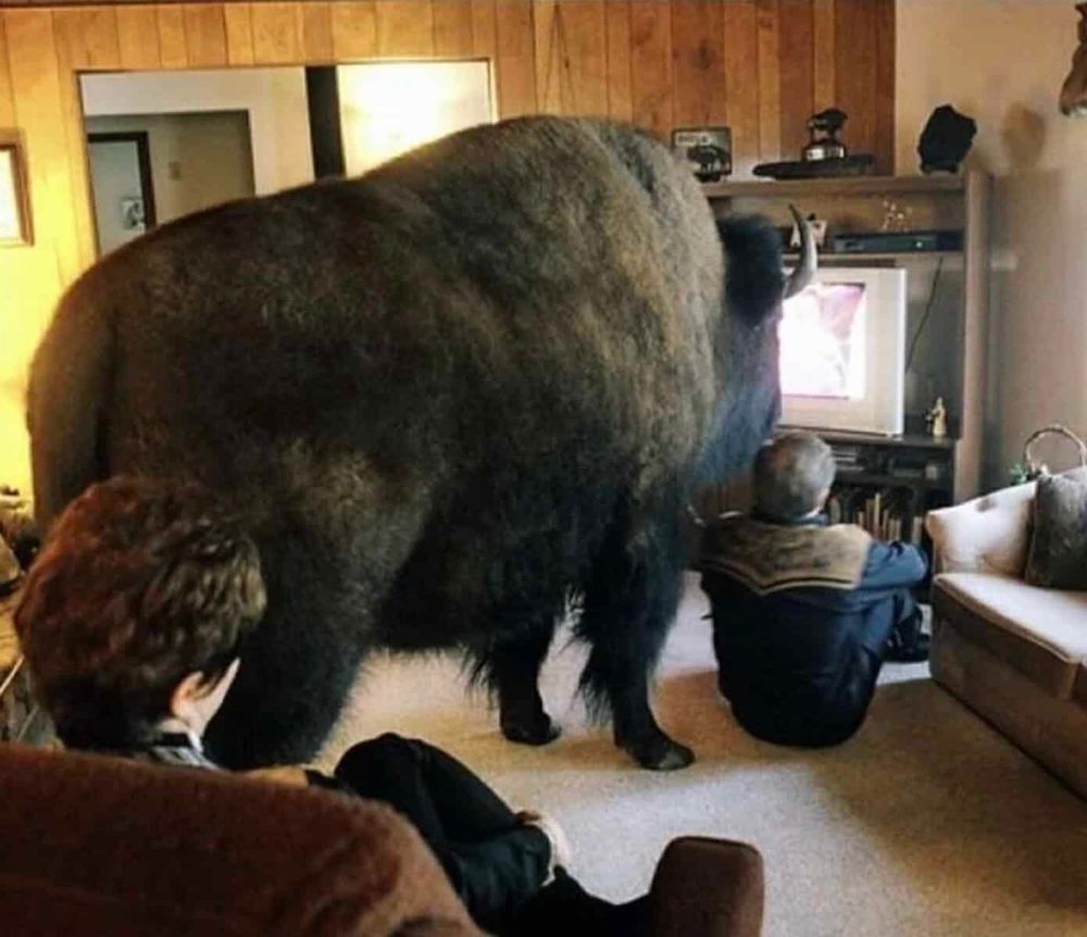 Buffalo watching television 