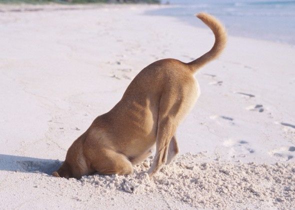 Dog diffing head deep in sand