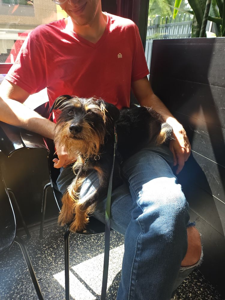 Suzie, a black and tan terrier mix with great eyebrows and beard is laying across her human dad's lap in a waiting room and is looking at the camera with concerned face. She just farted